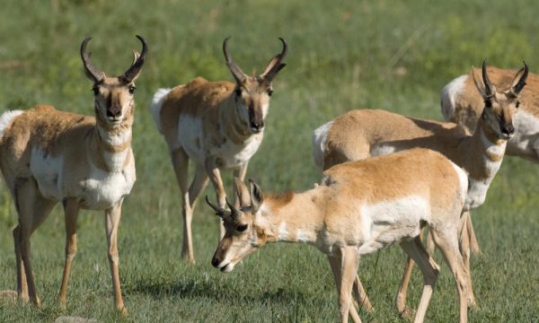  | » Pronghorn — Second-Fastest Land Animal
